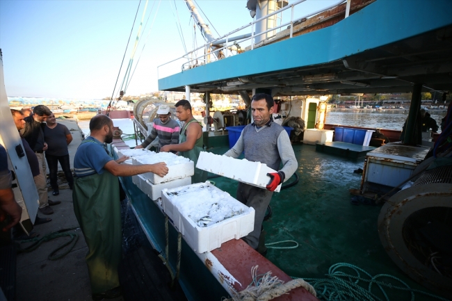 Batı Karadeniz'de balık bereketi